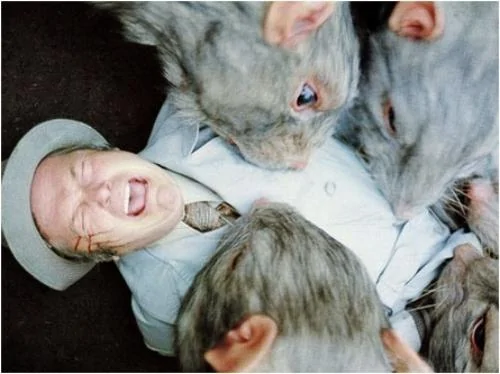 rats.webp