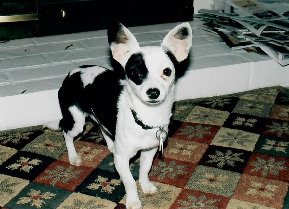 Rebel in 2004.webp