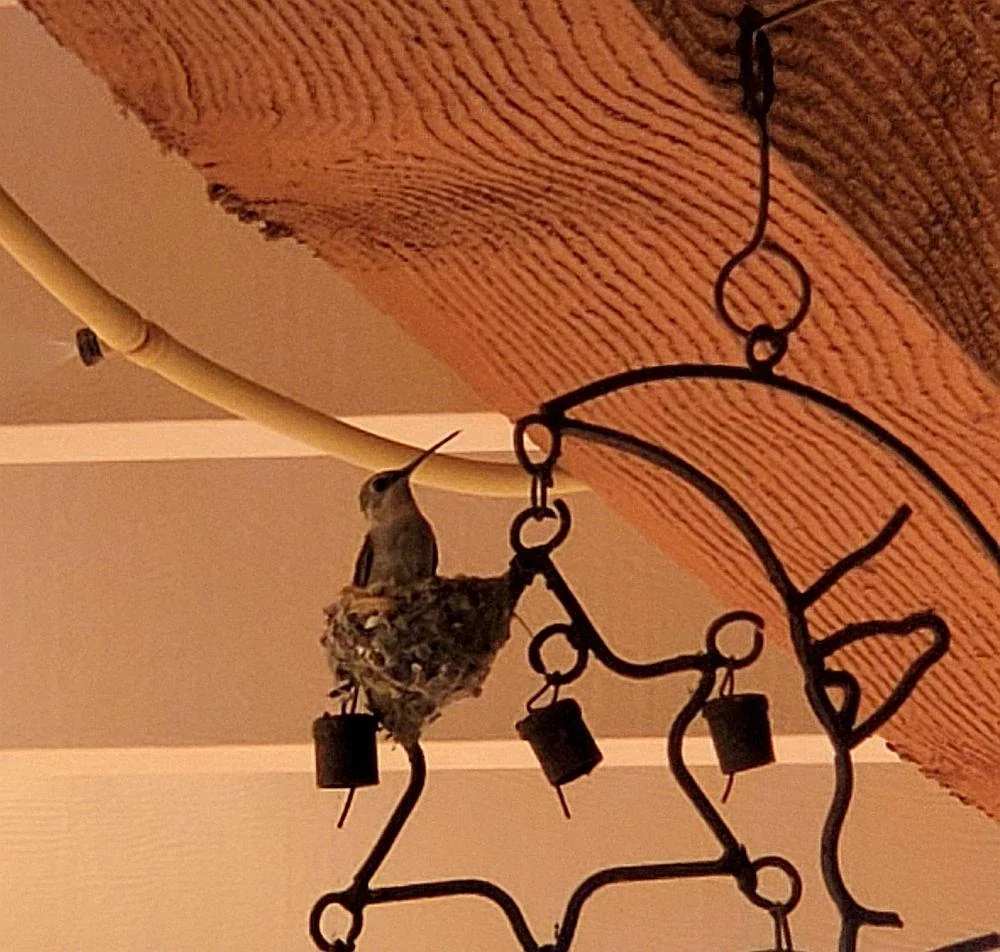 Hummingbird.webp