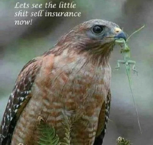 Geico.webp