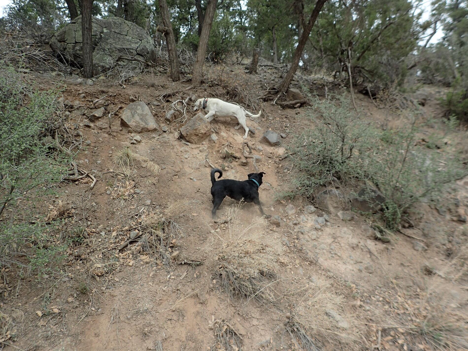 Mountain Dogs.jpg