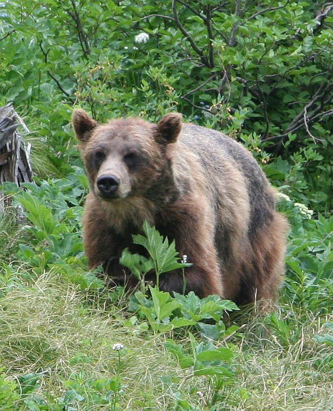 momma Grizzley.jpg