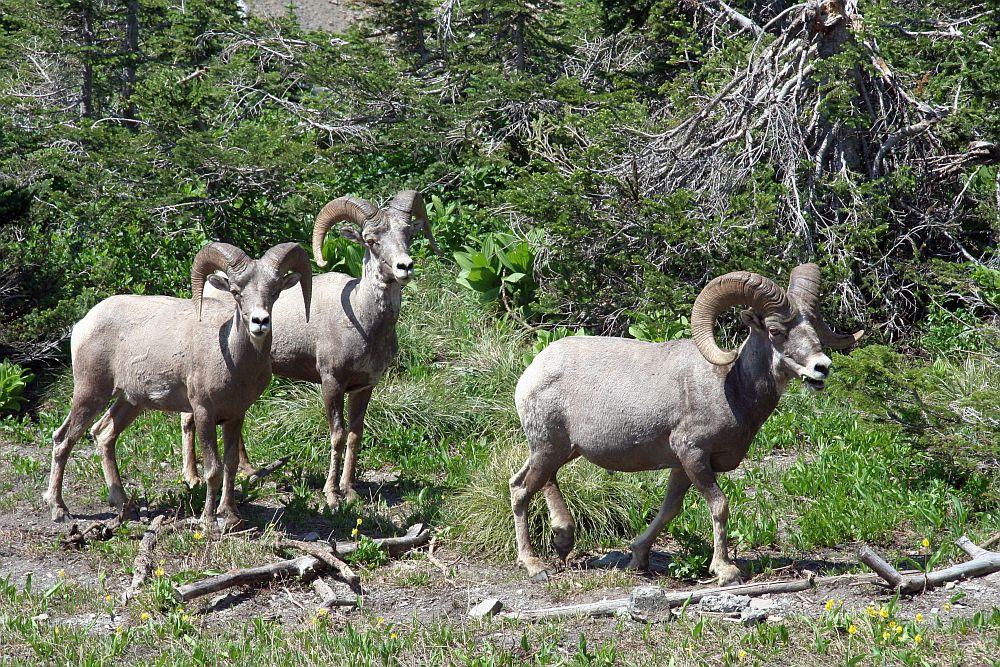 Big Horn Sheep.jpg