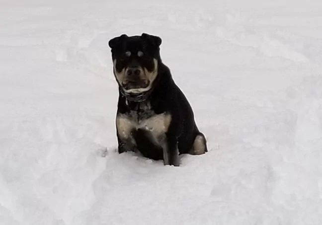 ThorInTheSnow.webp