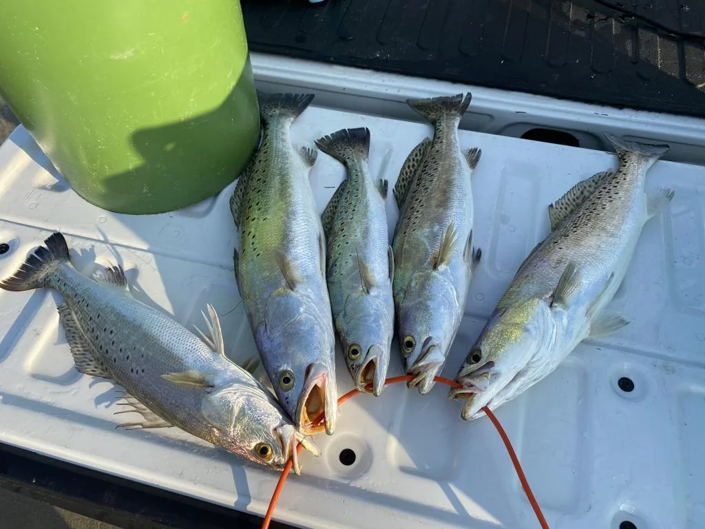 Trout.jpg