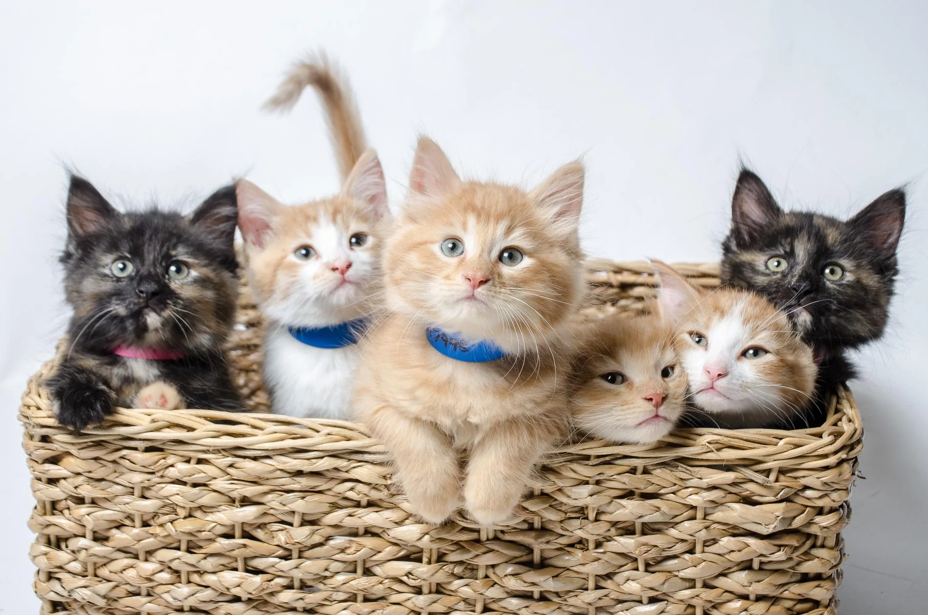 KittenFluffs4.webp