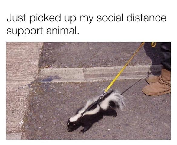 skunk.jpg