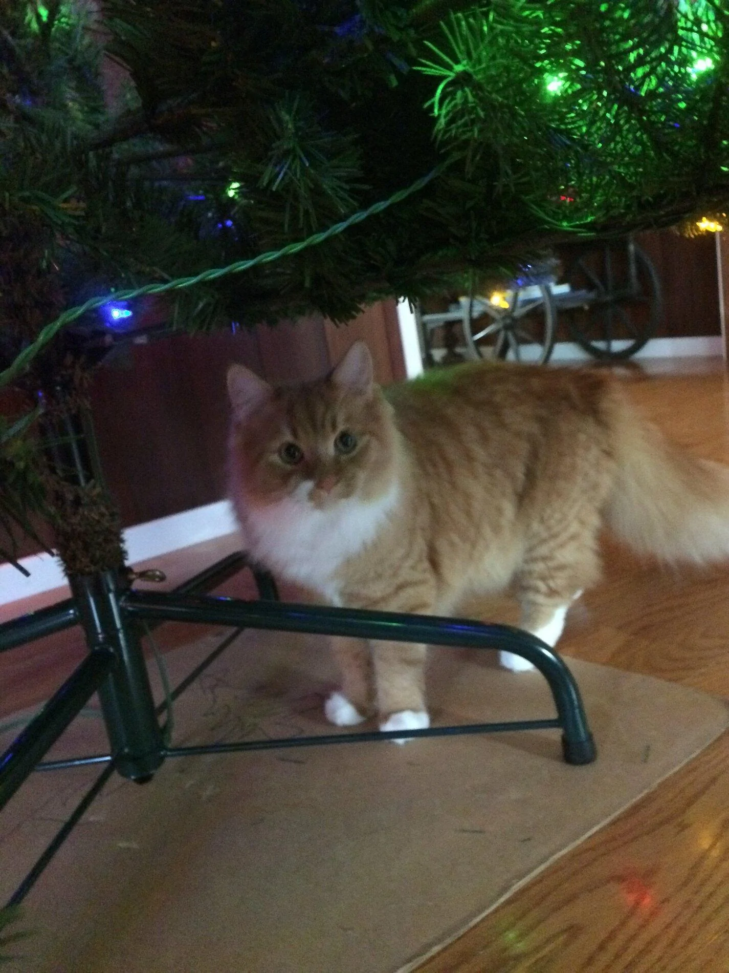 Bitey 1 2019.JPG