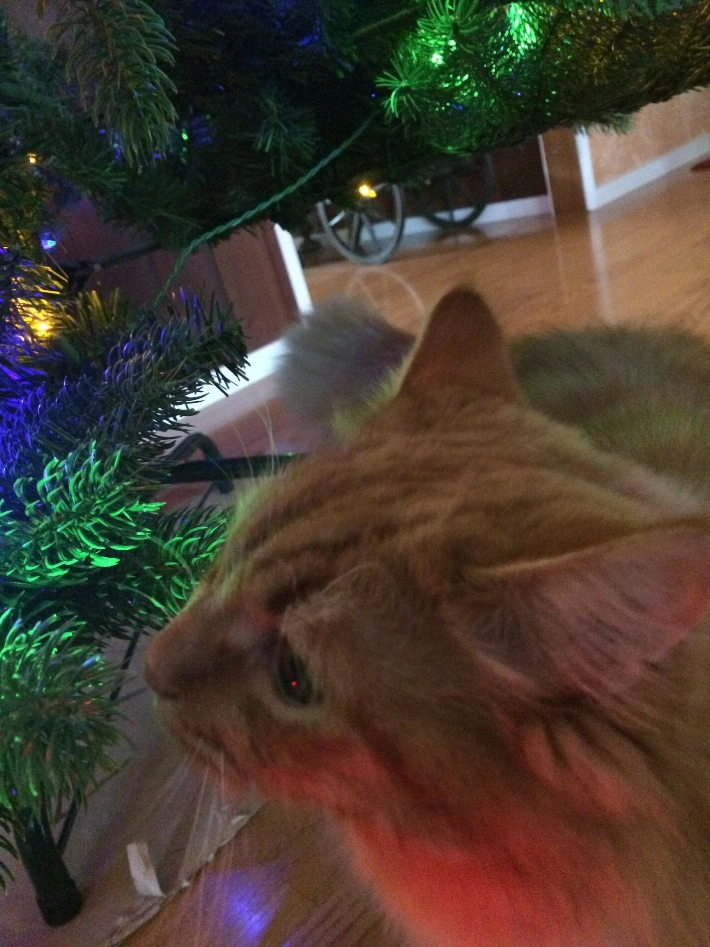 Bitey 2019 .JPG
