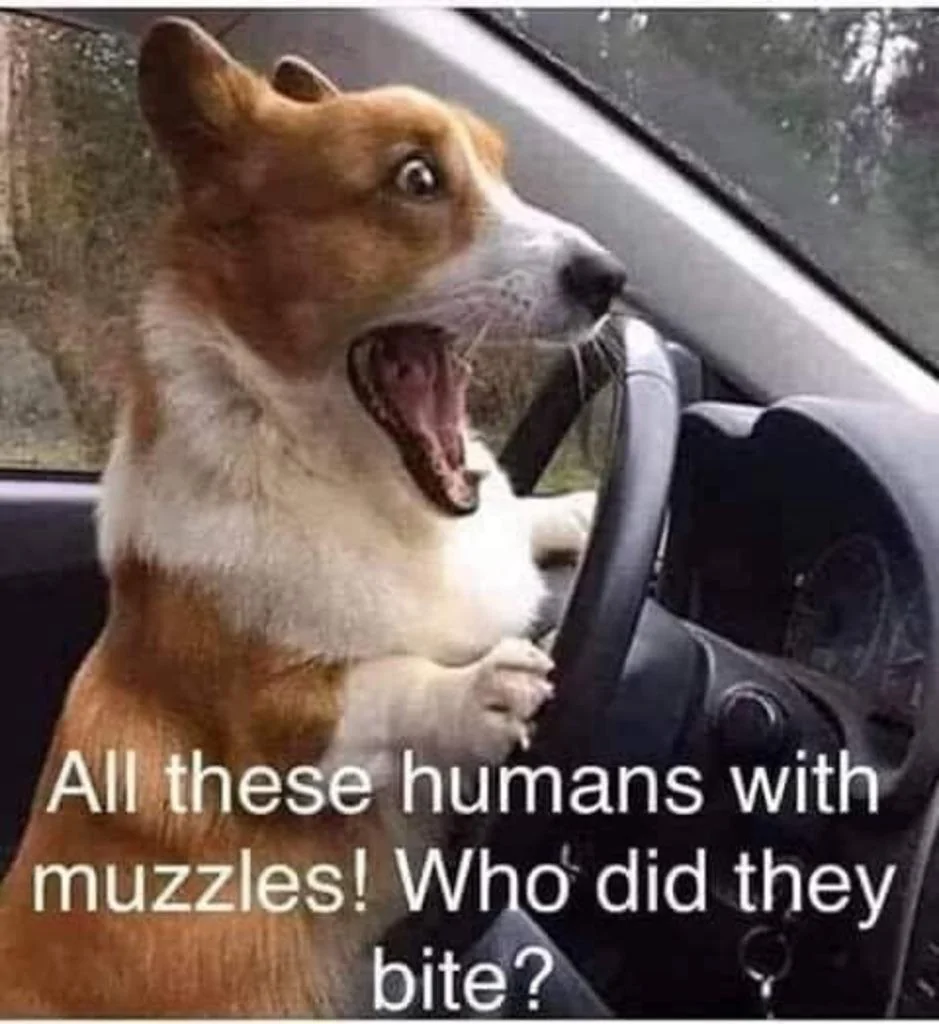 Who'd They Bite.webp