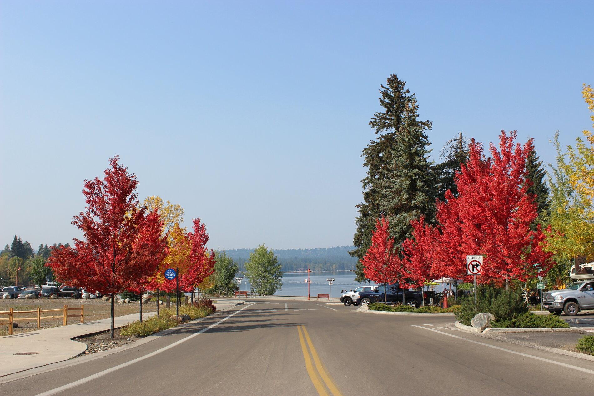 Pretty trees from street by lake Oct 3 2020.JPG