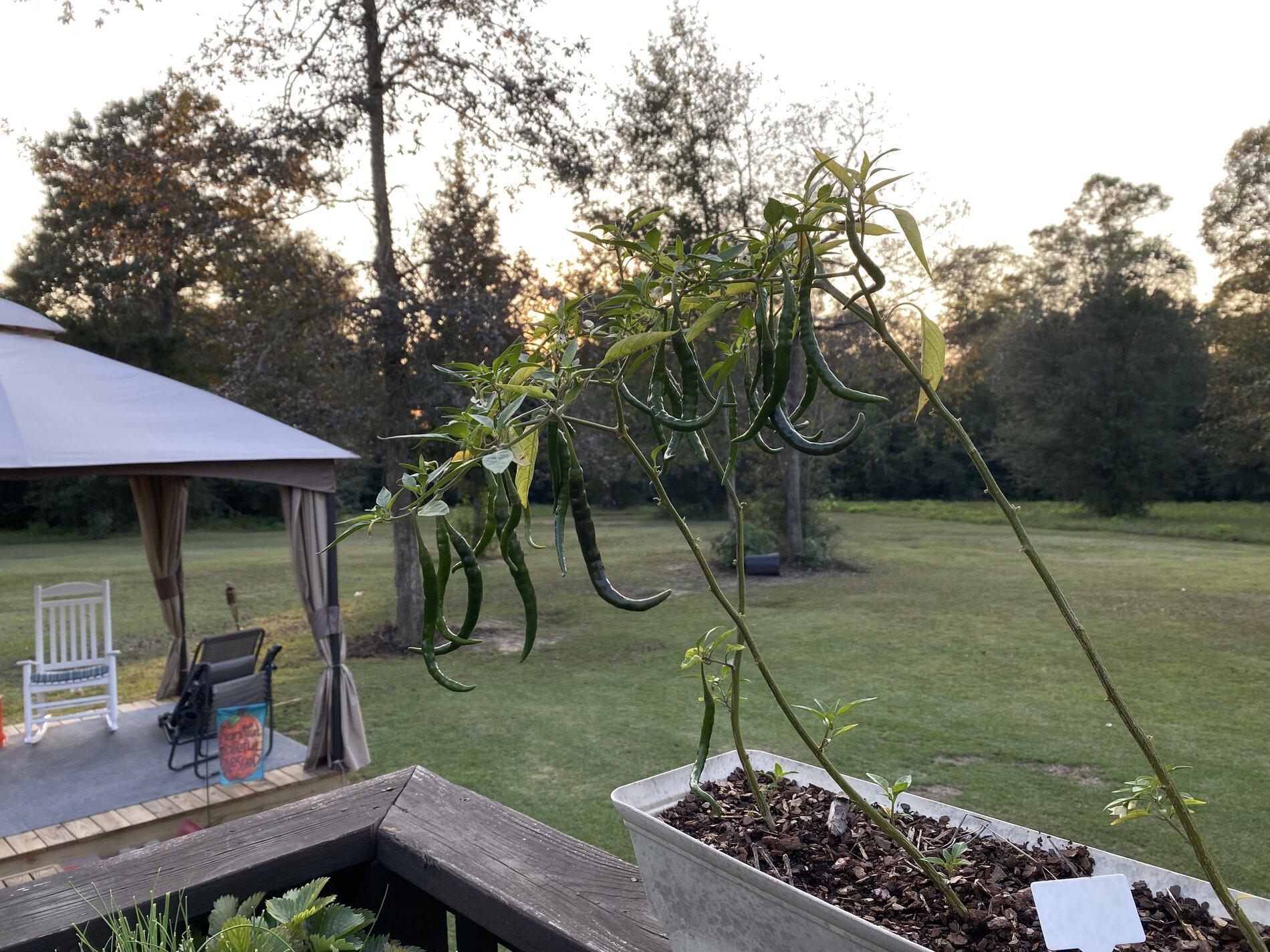Fall Cayennes.jpg