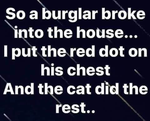 cat.webp