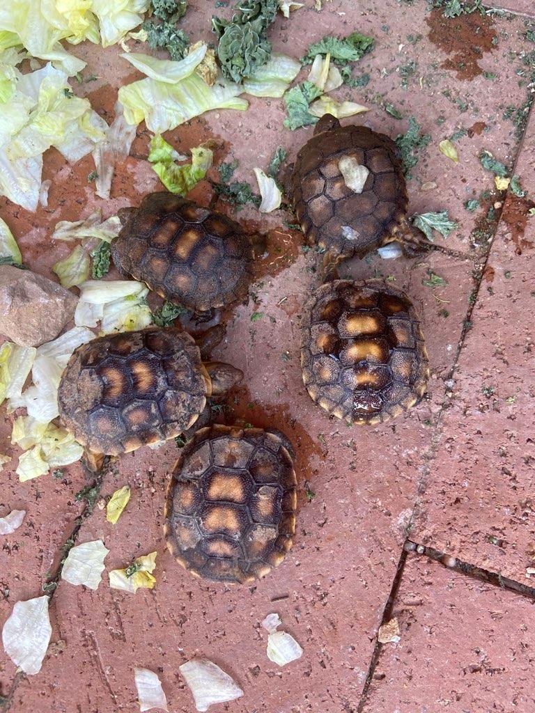 Tortoisebabies.jpg
