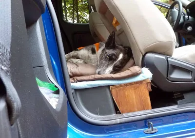 dog pad664.webp