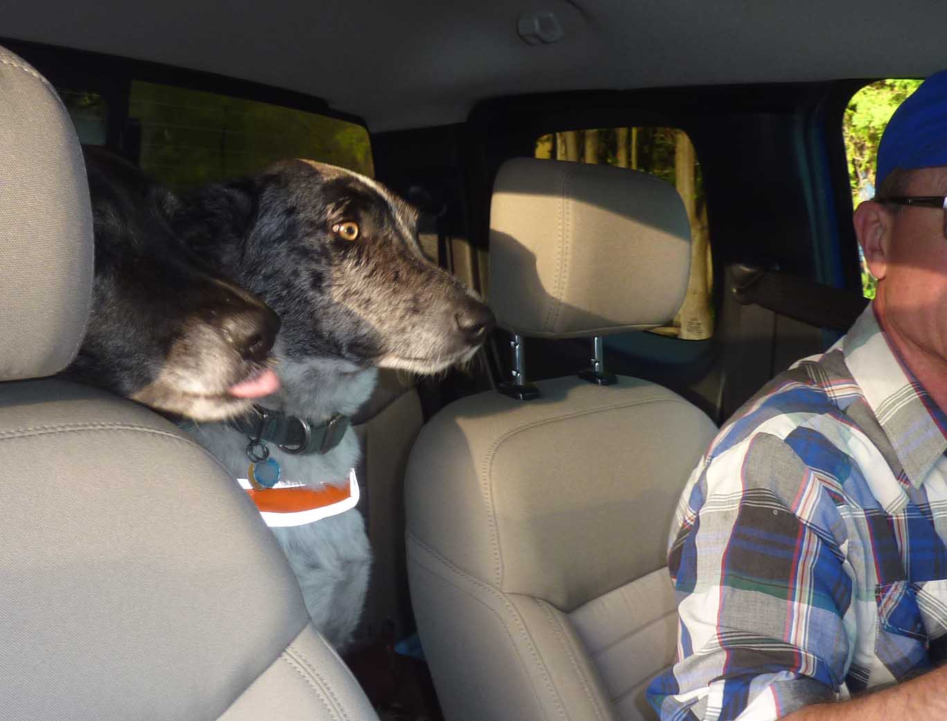 dog truck67.jpg