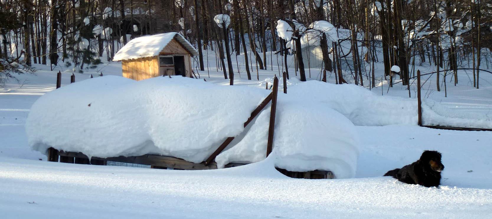 Gromit in yard snow c.jpg