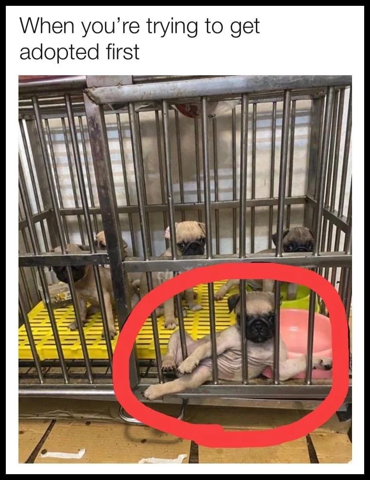 Adopted First.webp