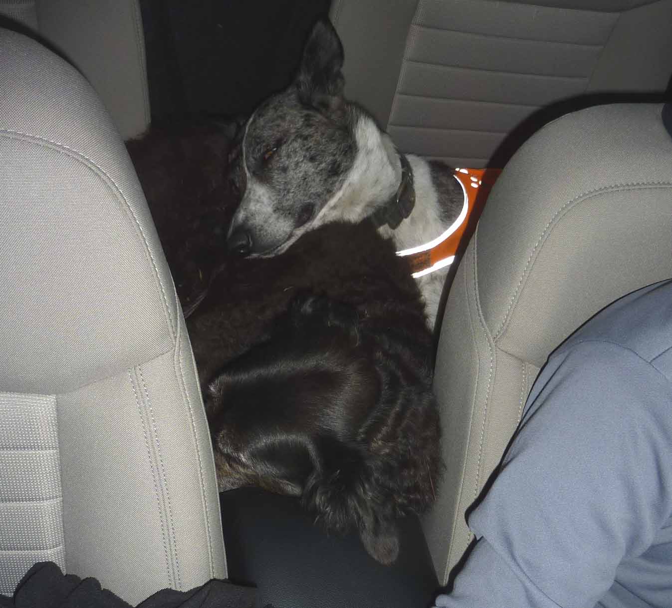 tireddogs666.jpg