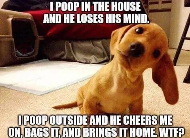 poop.webp