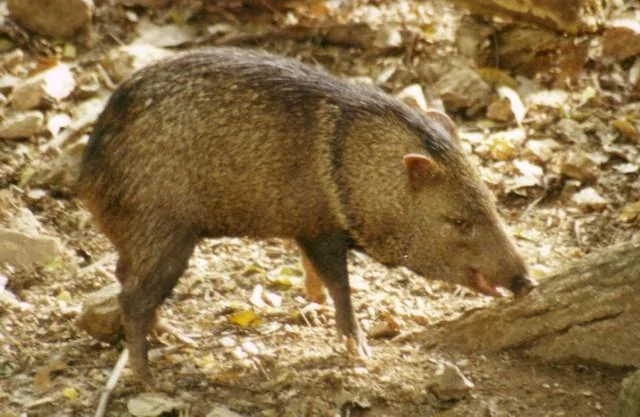 collared_peccary_1.webp