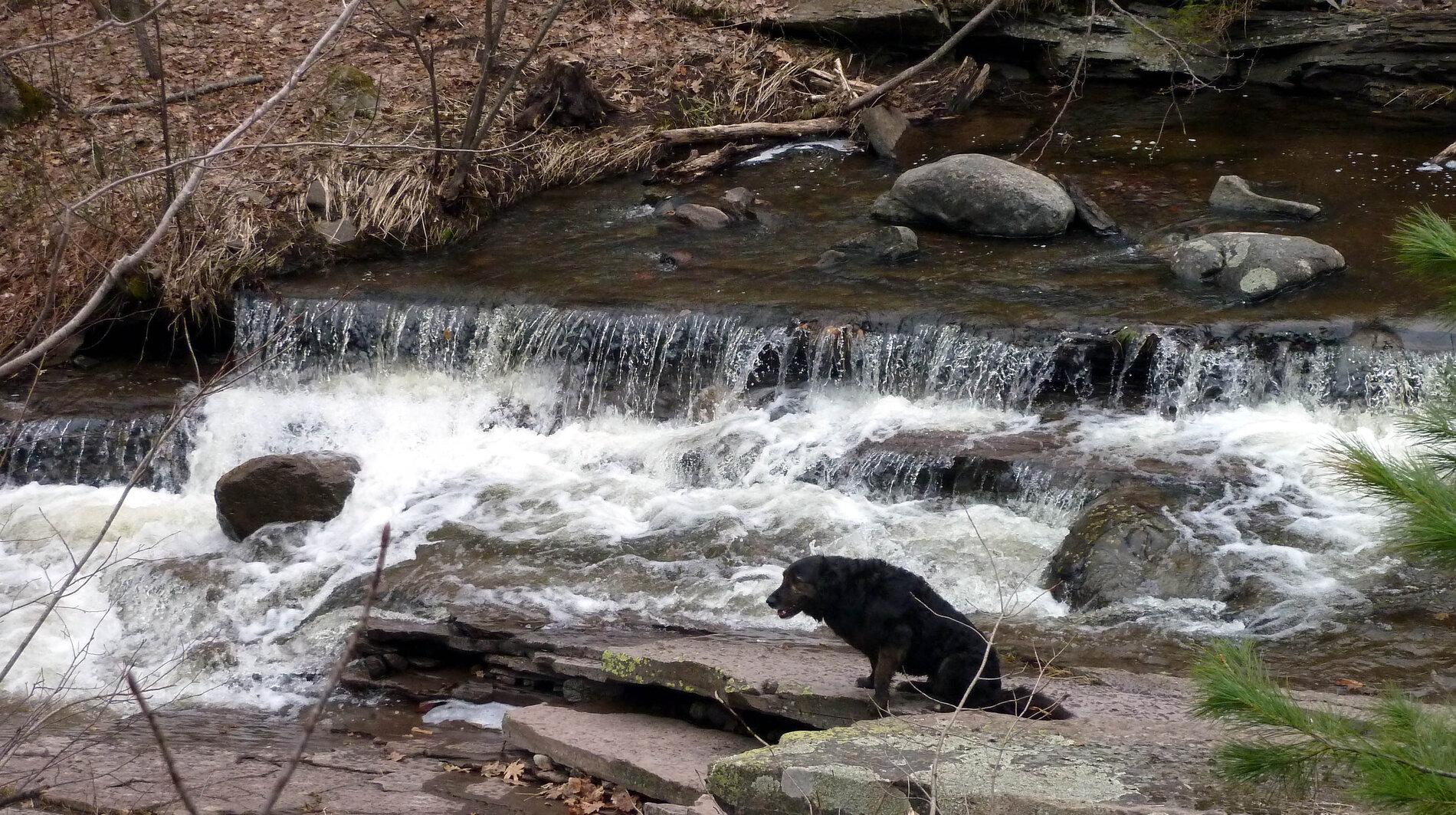 Gromit at ST creek falls.jpg
