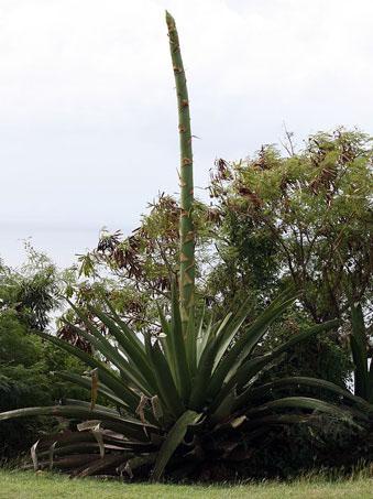 Century_plant.jpg