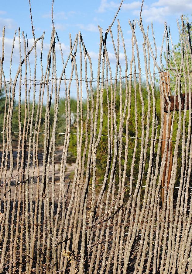 ocotillo-fence.jpg