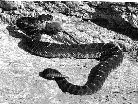 snake.jpg
