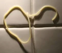 wet noodle.jpg