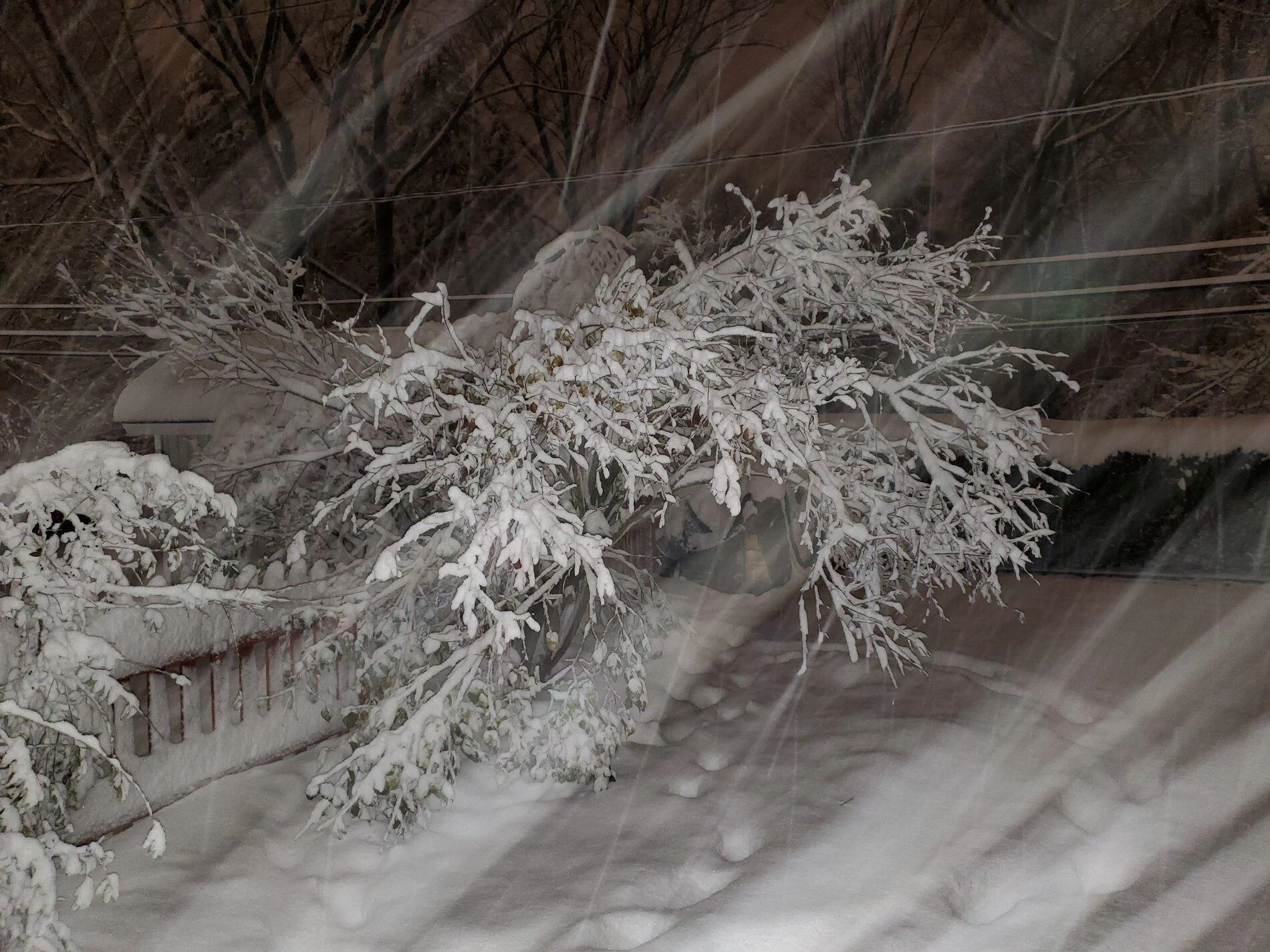 20201201_lilac tree. snowjpg.jpg
