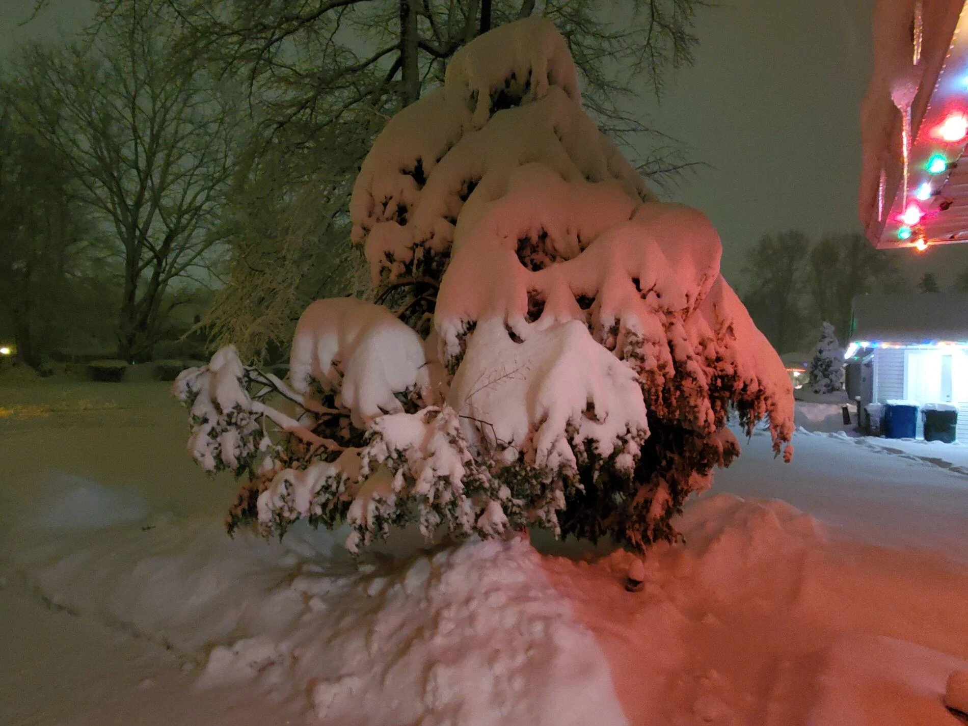 20201201_tree snow.jpg