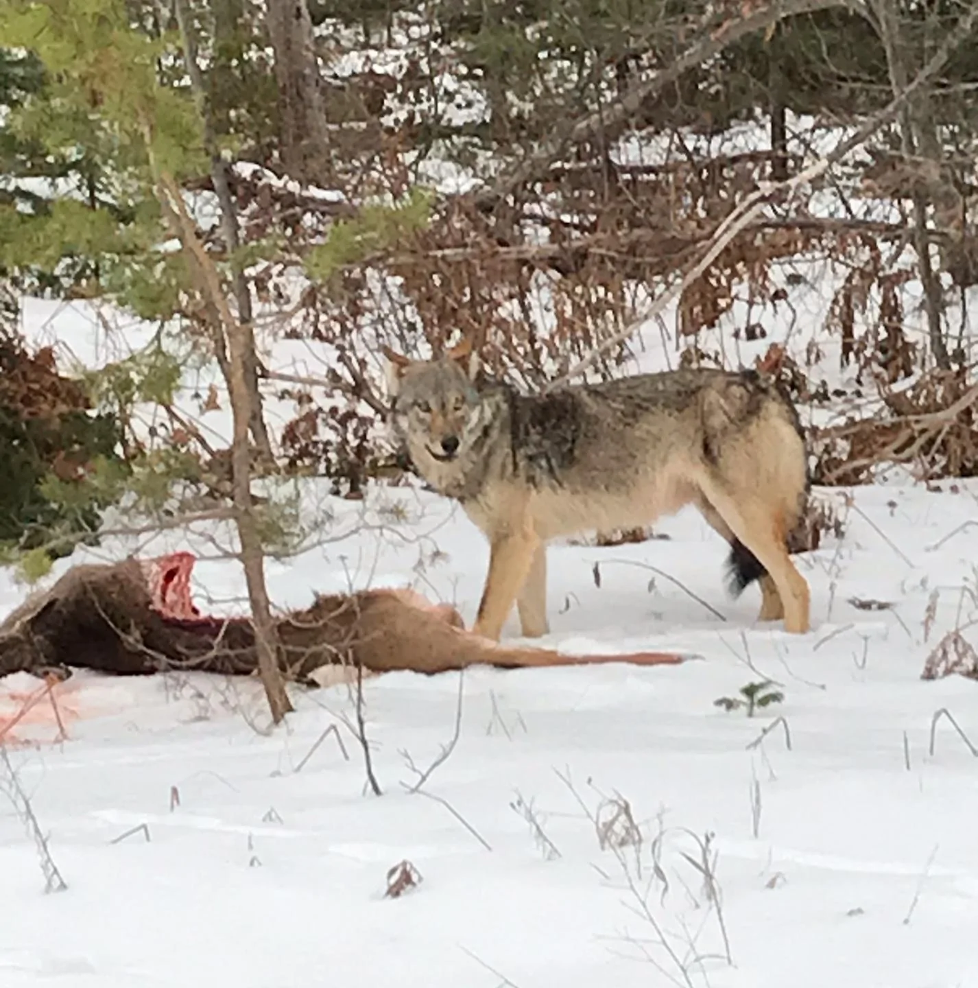 wolf at cort.webp