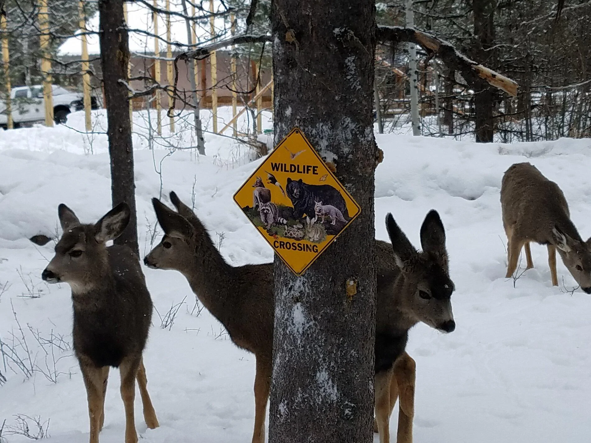 deer crossing.webp