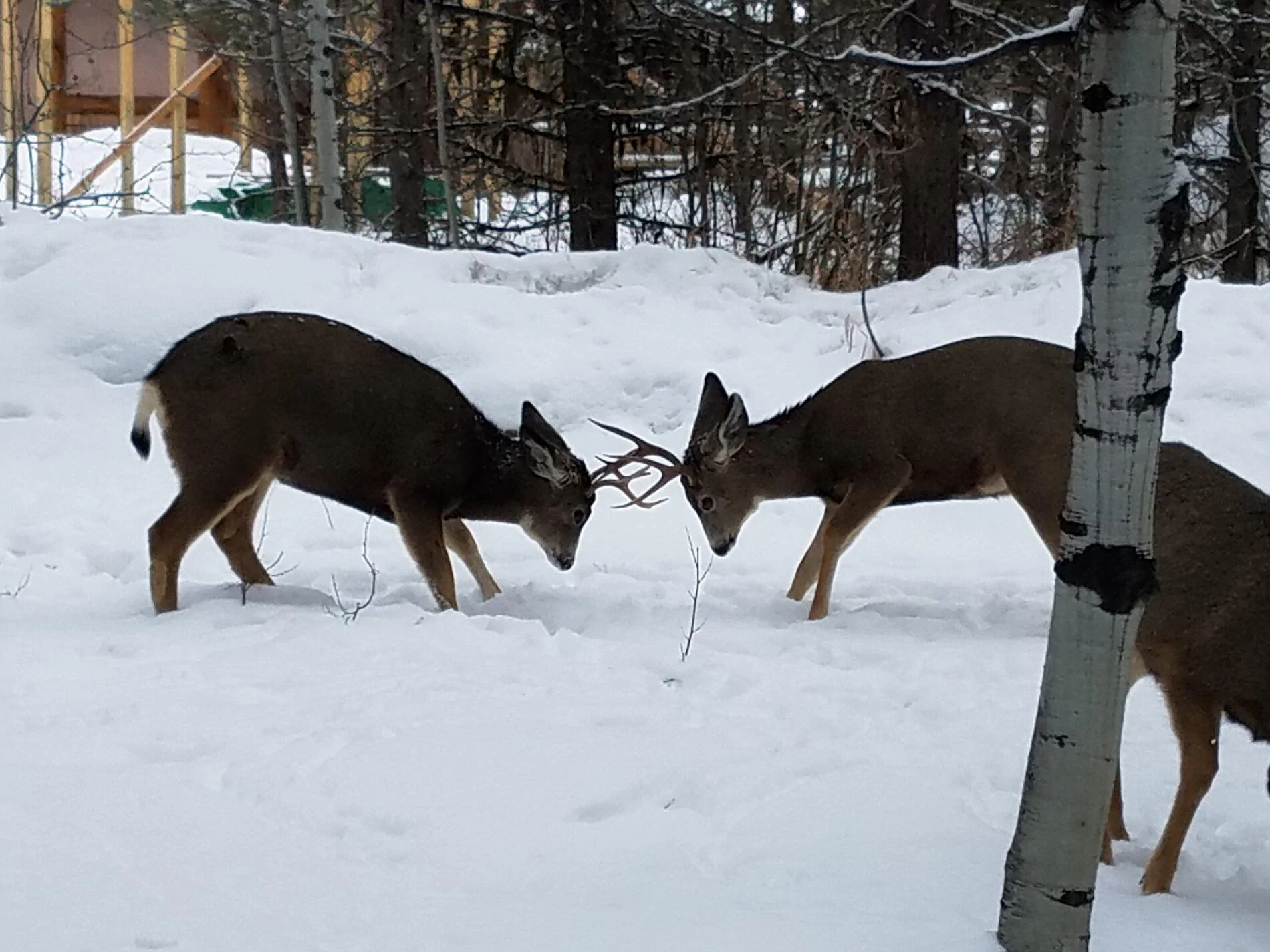 deer battle.webp