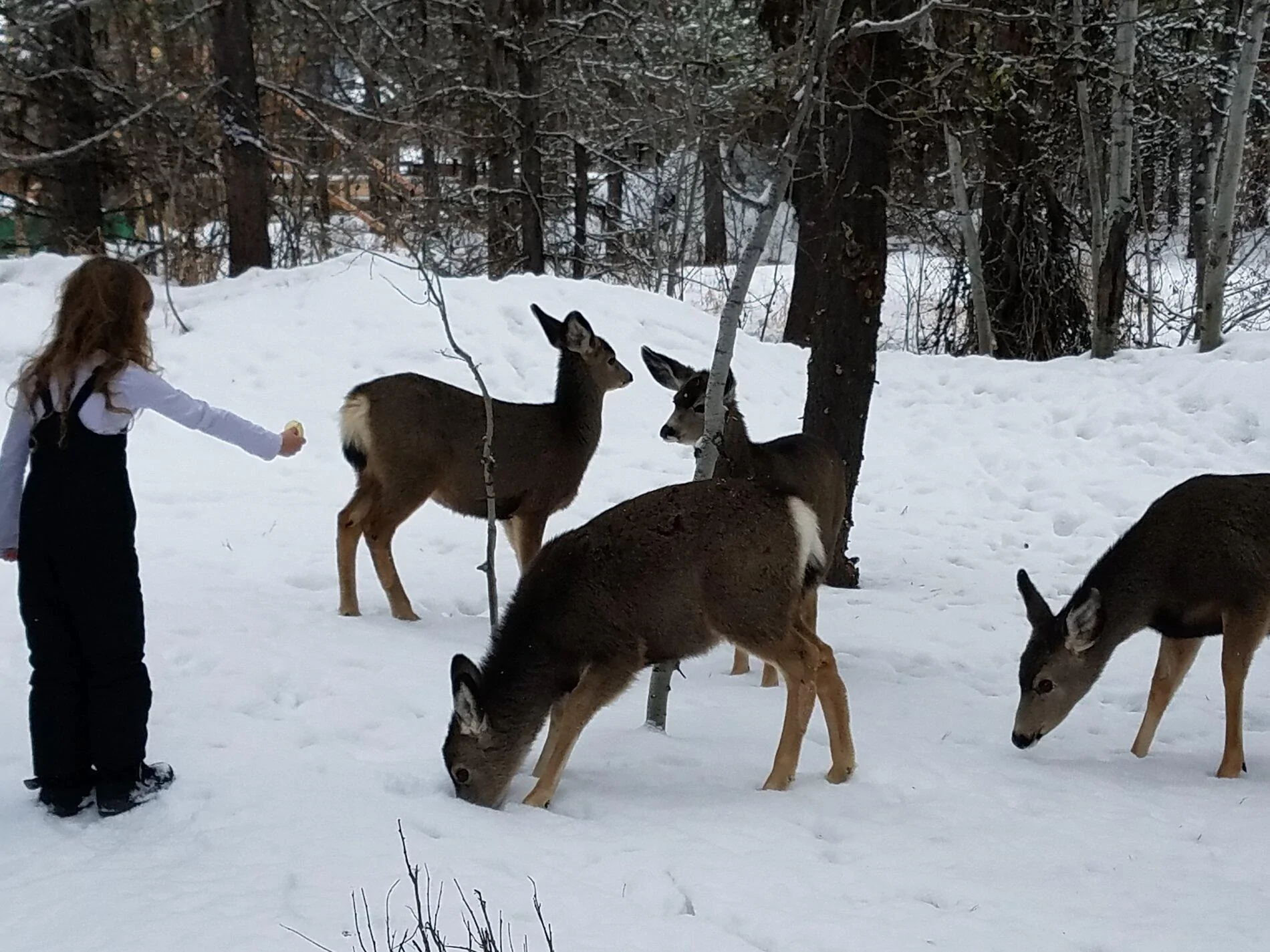 deer feed 2.webp