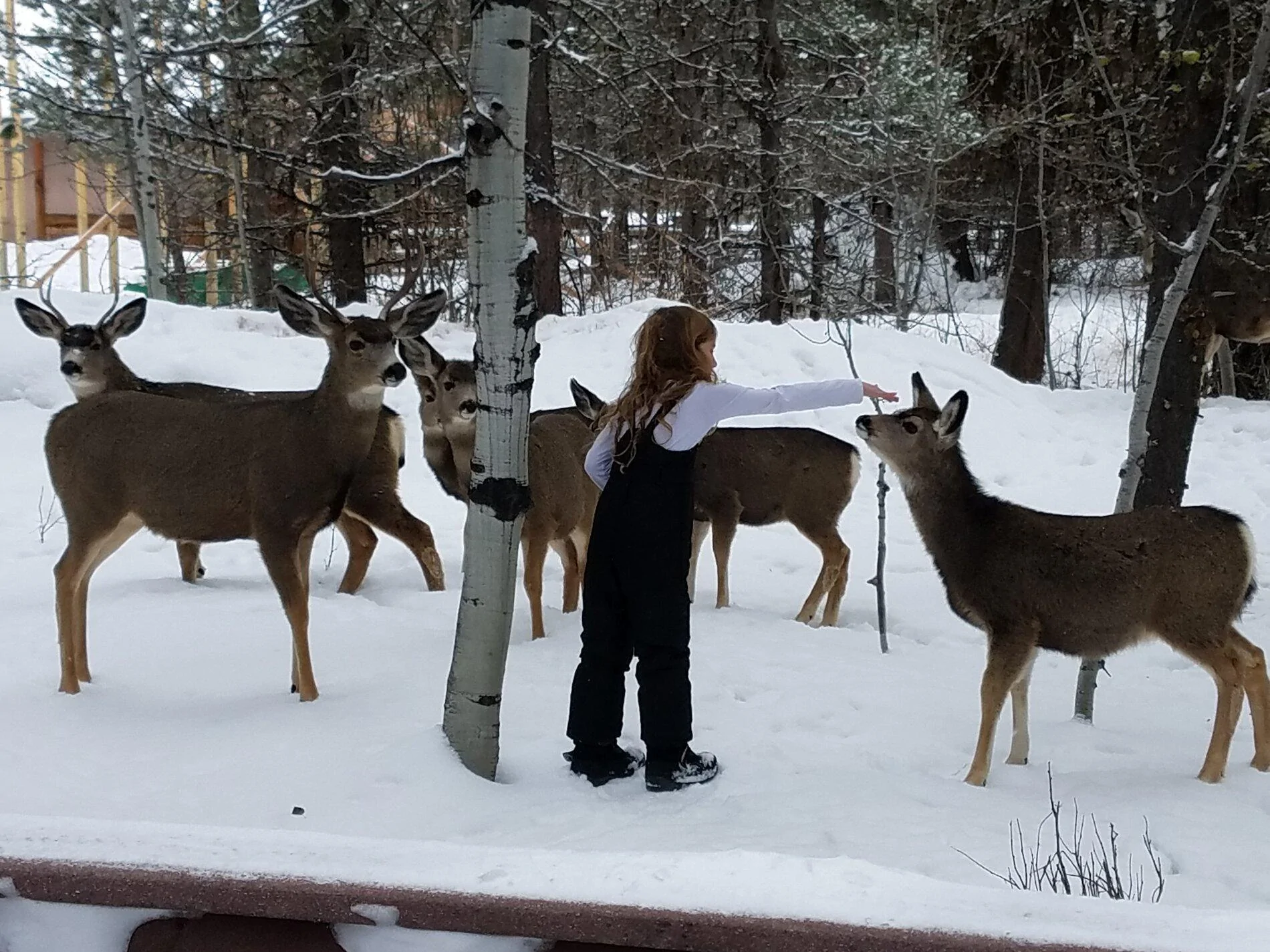 deer pet.webp
