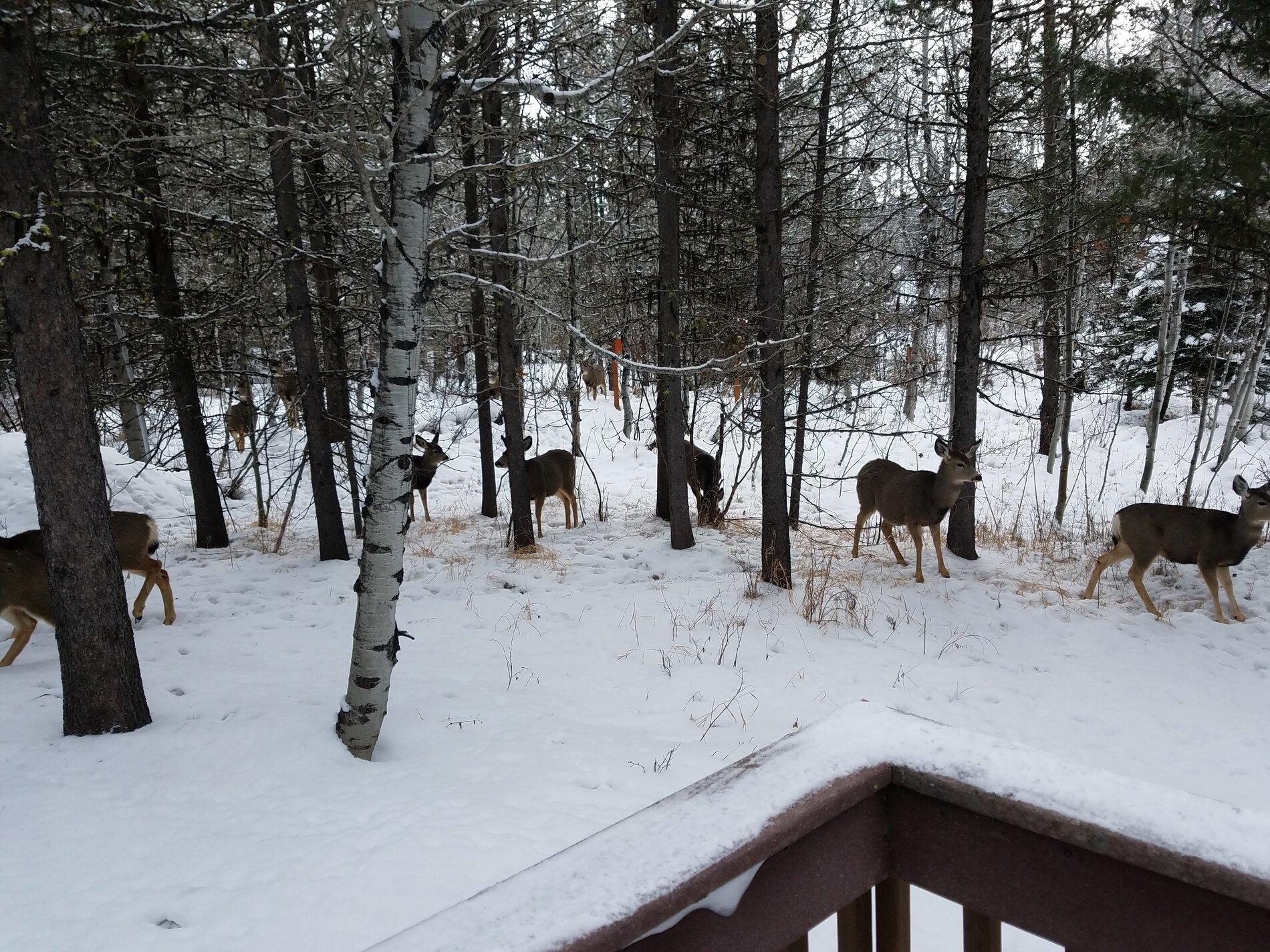 deer herd.jpg