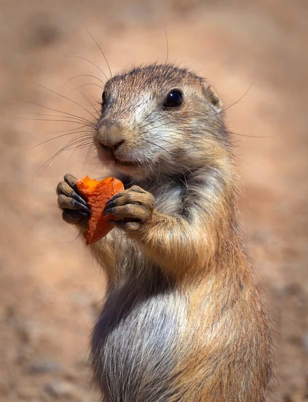Prairie Dog.jpg