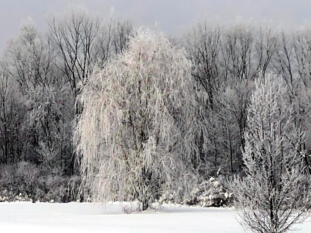 weeping willow2.jpg