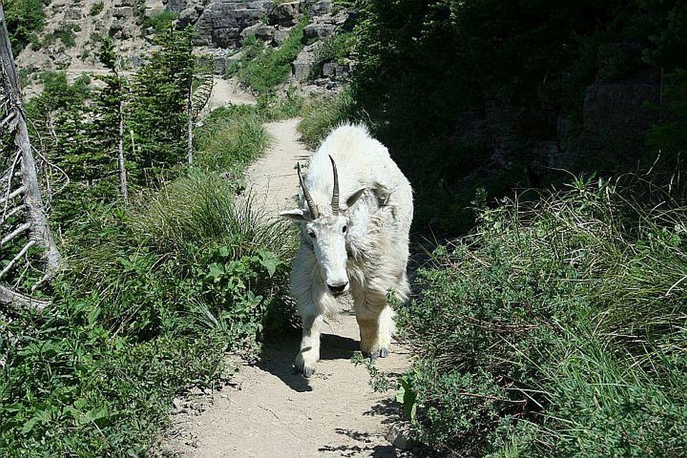 mountain goat.jpg