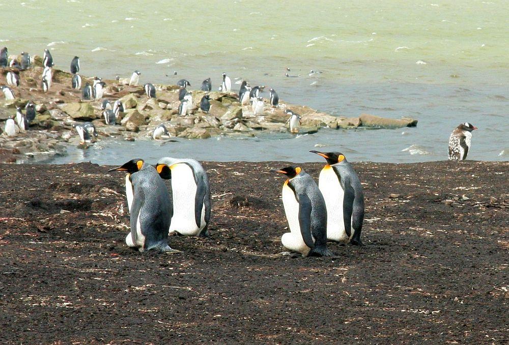 Falkland Islandd kingpenguines.jpg