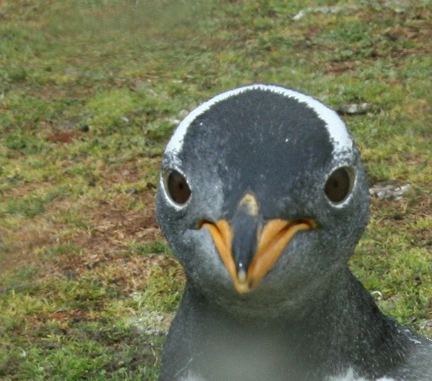 Falkland Islandd Magellanjuminaljpg.webp