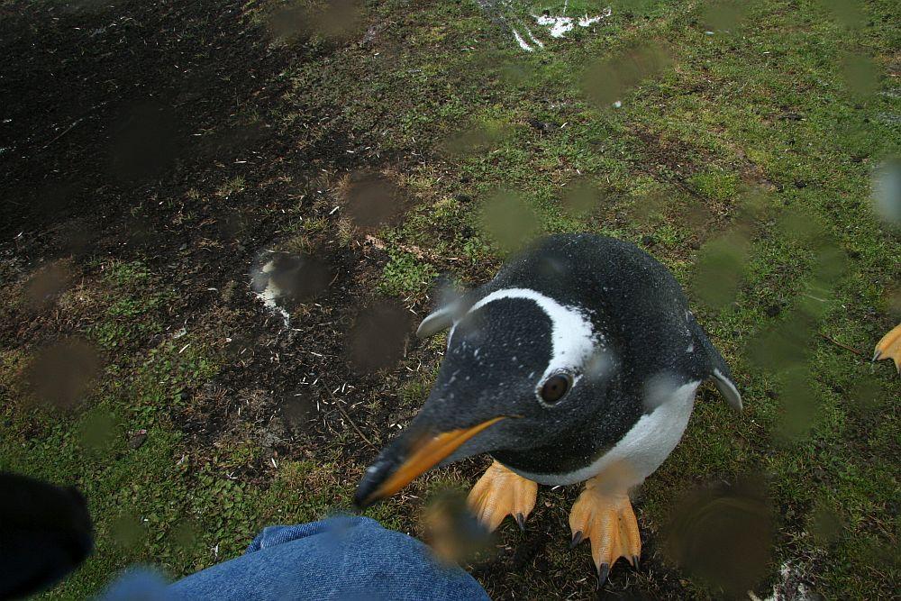 Falkland Islandd Magellanjuminaljpg1.jpg