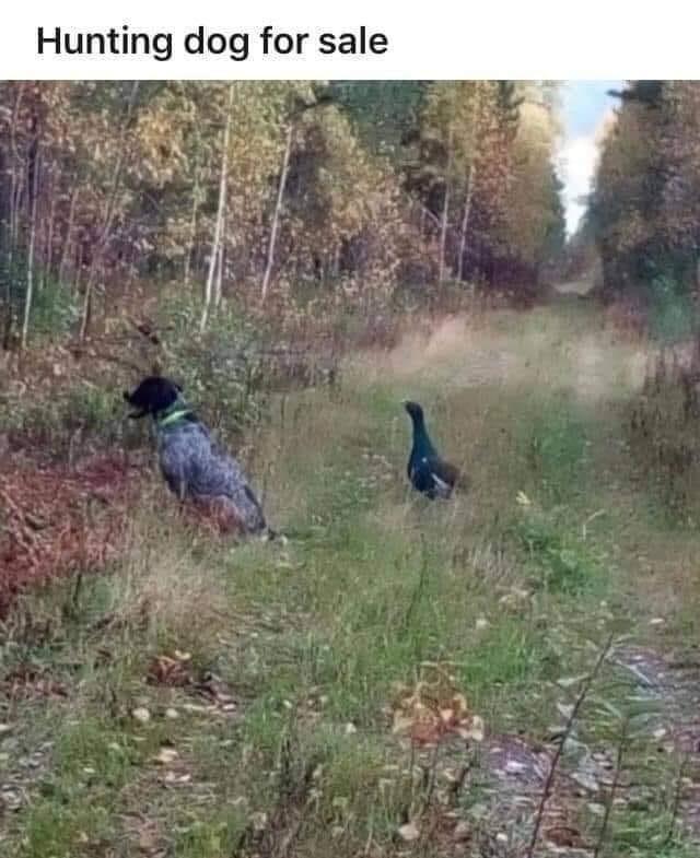 Hunting.jpeg