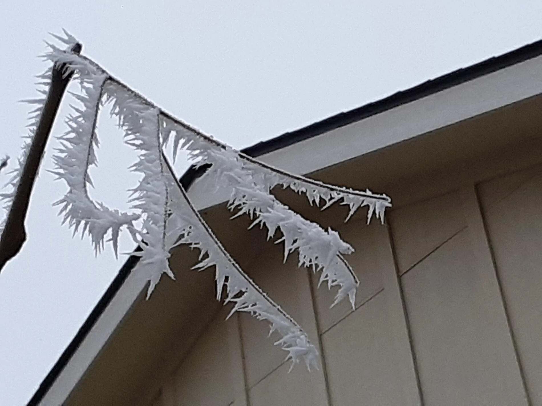 hoar frost.webp
