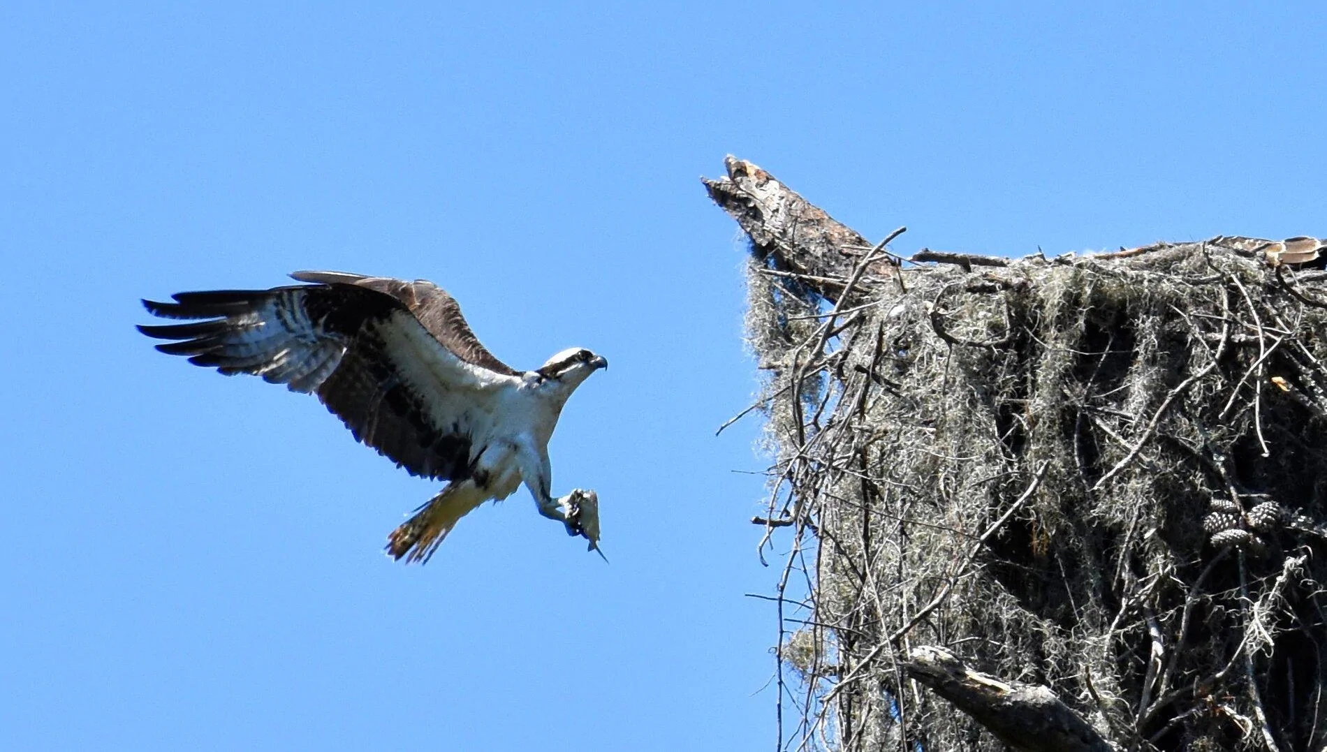 osprey with fish.webp