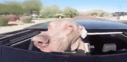 713babf90a33acfd51ef811c14f71b4f.gif