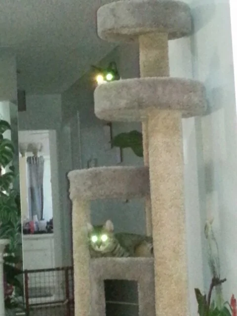 Demon_Kittys.jpg