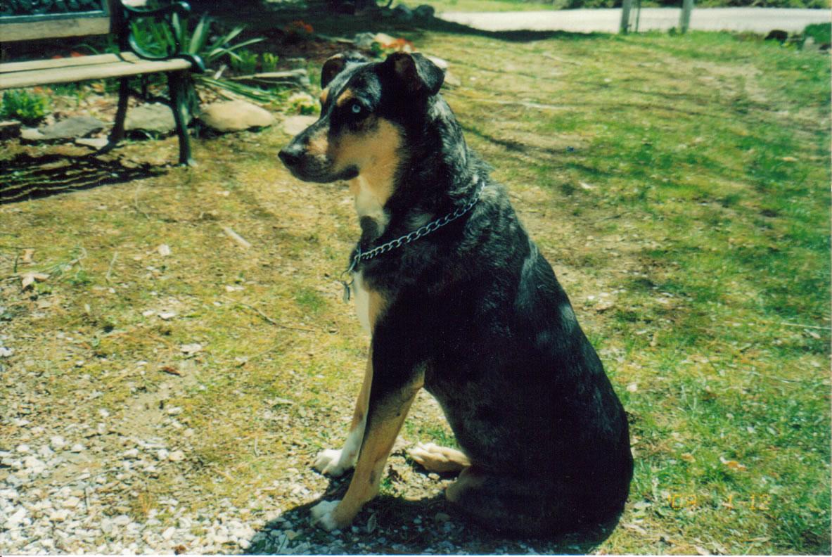 BlueDogatGrammas3.jpg